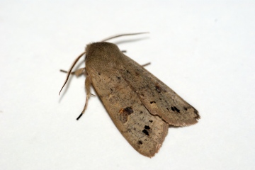 Twin-spotted Quaker Copyright: Ben Sale