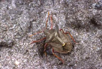 Picromerus bidens Copyright: Peter Harvey