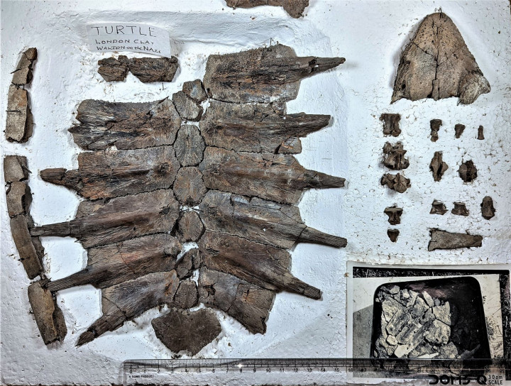 Fossil turtle carapace Copyright: William George