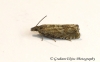 Dichrorampha plumbagana 4 GD Copyright: Graham Ekins