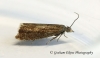 Grapholita tenebrosana 2 GD 10th June 2022 Copyright: Graham Ekins