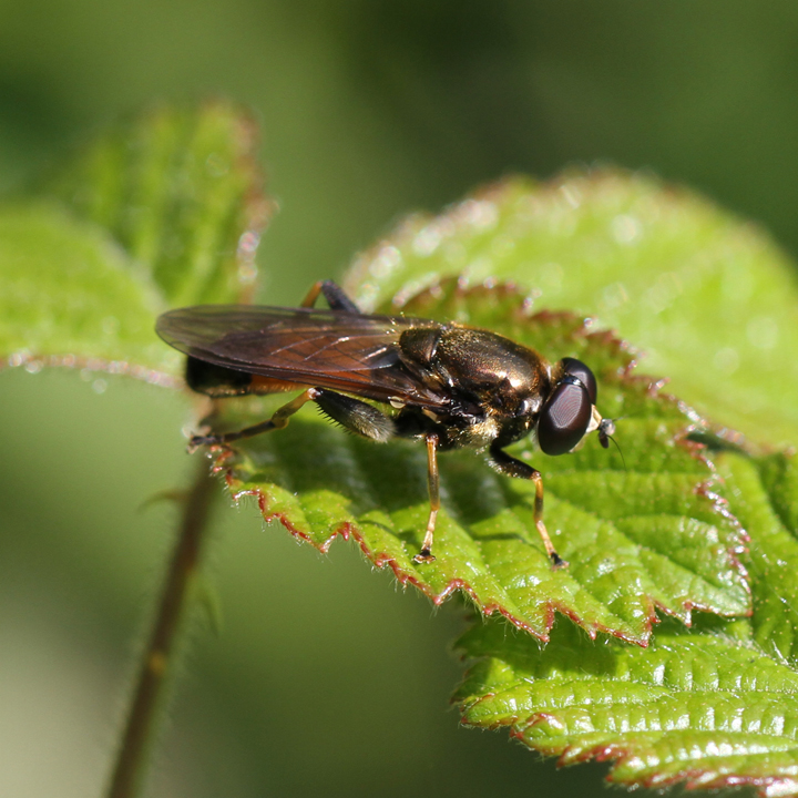 Xylota segnis Copyright: Geoff Vowles