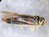 Eupterycyba jucunda