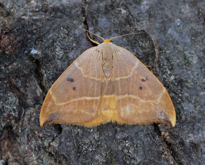 Oak hook-tip 3 Copyright: Graham Ekins