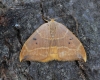 Oak hook-tip 3 Copyright: Graham Ekins