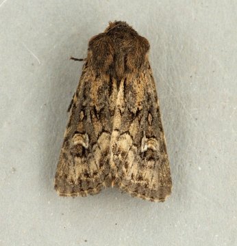 Sandhill Rustic  Luperina nickerlii demuthi Copyright: Graham Ekins