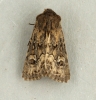 Sandhill Rustic  Luperina nickerlii demuthi Copyright: Graham Ekins