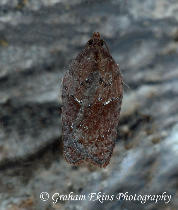 Acleris hastiana 8 Copyright: Graham Ekins