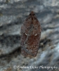 Acleris hastiana 8