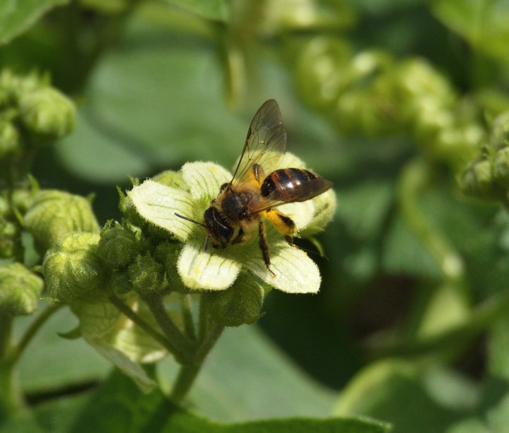 Andrena florea  a mining bee Wrabness LNR - Possible Copyright: Malcolm Riddler