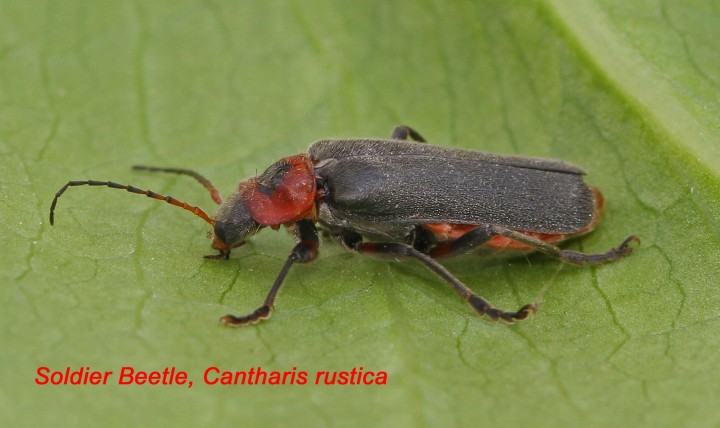 Cantharis rustica 4 (Soldier Beetle) Copyright: Graham Ekins