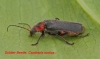 Cantharis rustica 4 (Soldier Beetle) 