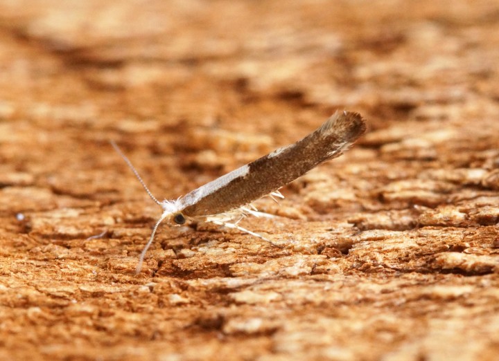 Argyresthia semifusca 1 Copyright: Ben Sale