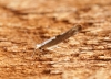 Argyresthia semifusca 1 