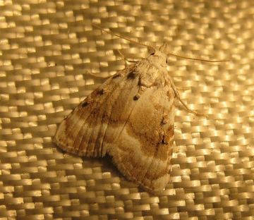 Kent Black Arches. Copyright: Stephen Rolls