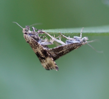 Celypha lacunana mating Copyright: Robert Smith