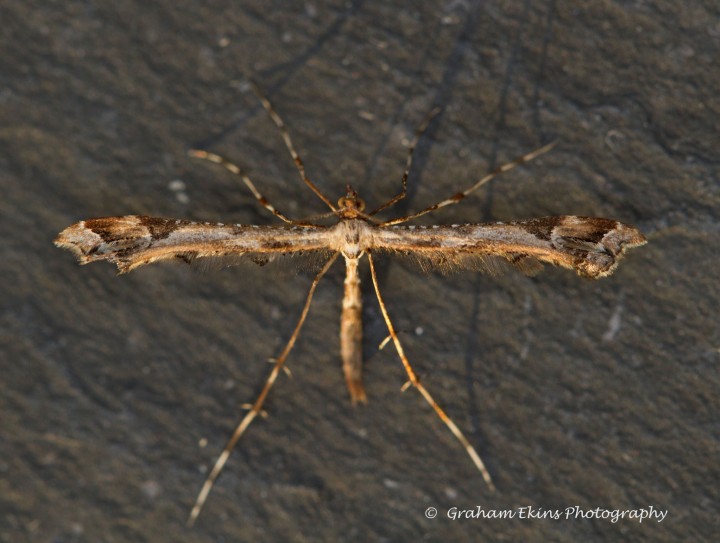 Amblyptilia acanthadactyla  4 Copyright: Graham Ekins