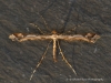 Amblyptilia acanthadactyla  4 Copyright: Graham Ekins