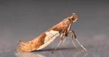 Caloptilia stigmatella 31-03-2021 Copyright: Bill Crooks