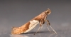 Caloptilia stigmatella 31-03-2021