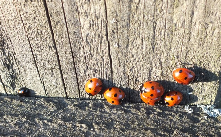 Ladybirds sunning Copyright: Peter Pearson