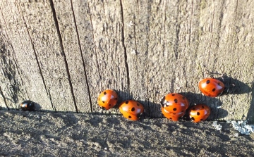 Ladybirds sunning Copyright: Peter Pearson