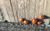 Ladybirds sunning 