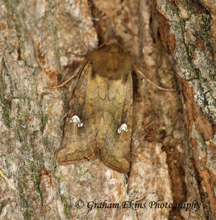 Saltern Ear   Amphipoea fucosa Copyright: Graham Ekins