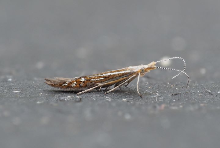 Coleophora limoniella Copyright: Gavin Price