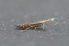 Coleophora limoniella Copyright: Gavin Price