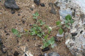 Chenopodium vulvaria