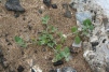 Chenopodium vulvaria Copyright: Peter Harvey