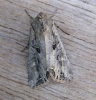 Dogs Tooth. Copyright: Stephen Rolls