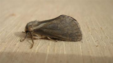 Common Swift. Copyright: Stephen Rolls