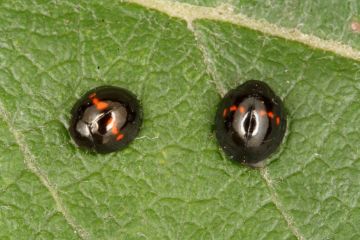 Chilocorus bipustulatus Copyright: Peter Harvey