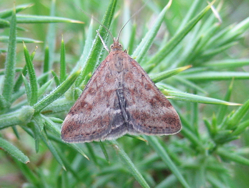 Pyrausta despicata 2 Copyright: Stephen Rolls