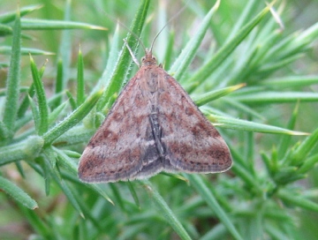 Pyrausta despicata 2 Copyright: Stephen Rolls