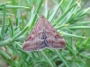 Pyrausta despicata 2 