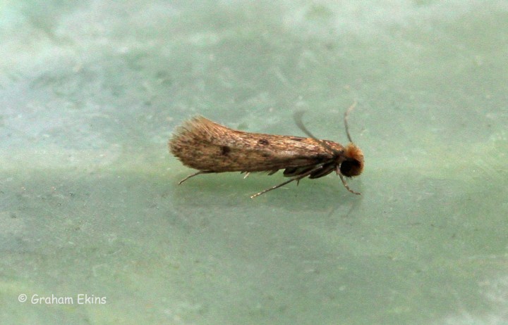 Tinea pellionella GD Copyright: Graham Ekins