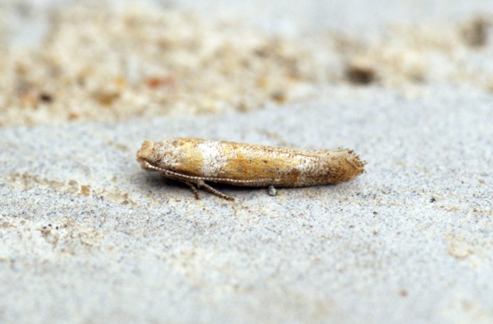 Cedestis gysseleniella Copyright: Ben Sale