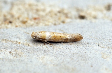 Cedestis gysseleniella Copyright: Ben Sale