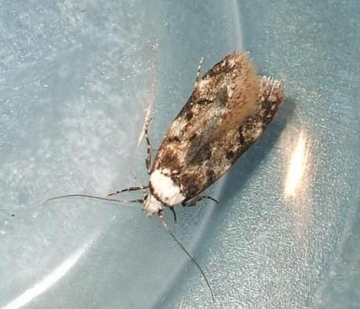 White-shouldered House Moth (Endrosis sarcitrella) Copyright: Ben Sale