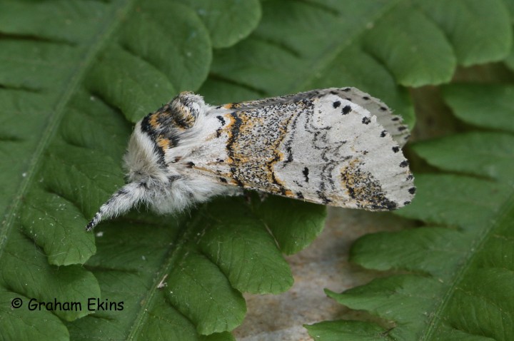 Sallow Kitten 1 Copyright: Graham Ekins