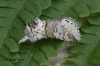 Sallow Kitten 1 Copyright: Graham Ekins