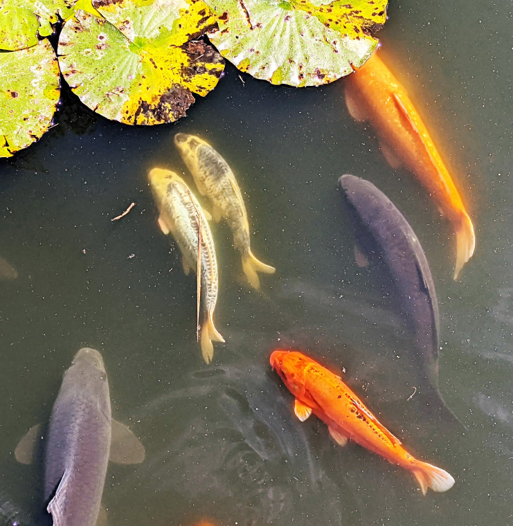 Wendens Ambo The Bell Lake Carp Copyright: William George
