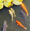 Wendens Ambo The Bell Lake Carp