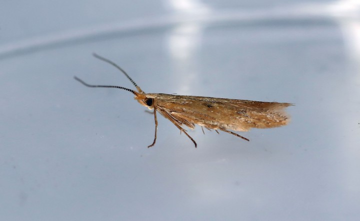 Coleophora adspersella  GD Copyright: Graham Ekins