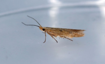 Coleophora adspersella  GD Copyright: Graham Ekins