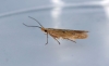 Coleophora adspersella  GD