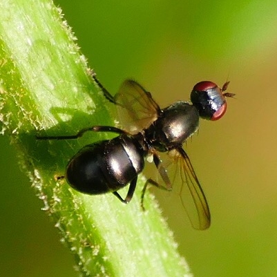 Nemopoda nitidula Copyright: Rosemary Stephens